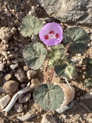 Eremalche rotundifolia