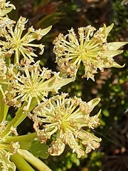 Anisotome pilifera