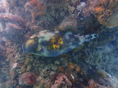 Meuschenia freycineti