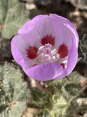 Eremalche rotundifolia