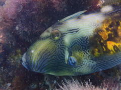 Meuschenia freycineti