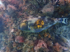 Meuschenia freycineti