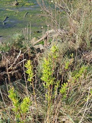 Limbarda crithmoides