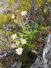 Dolichoglottis scorzoneroides