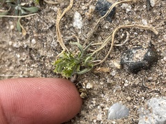 Chorizanthe brevicornu