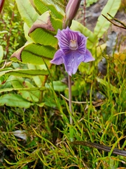 Thelymitra cyanea