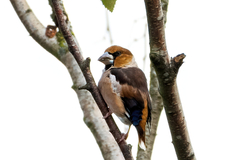 Coccothraustes coccothraustes