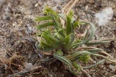 Chorizanthe brevicornu
