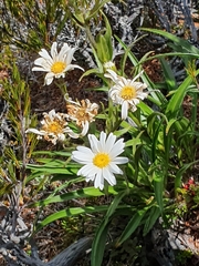 Dolichoglottis scorzoneroides