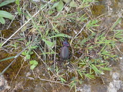 Carabus morbillosus macilentus
