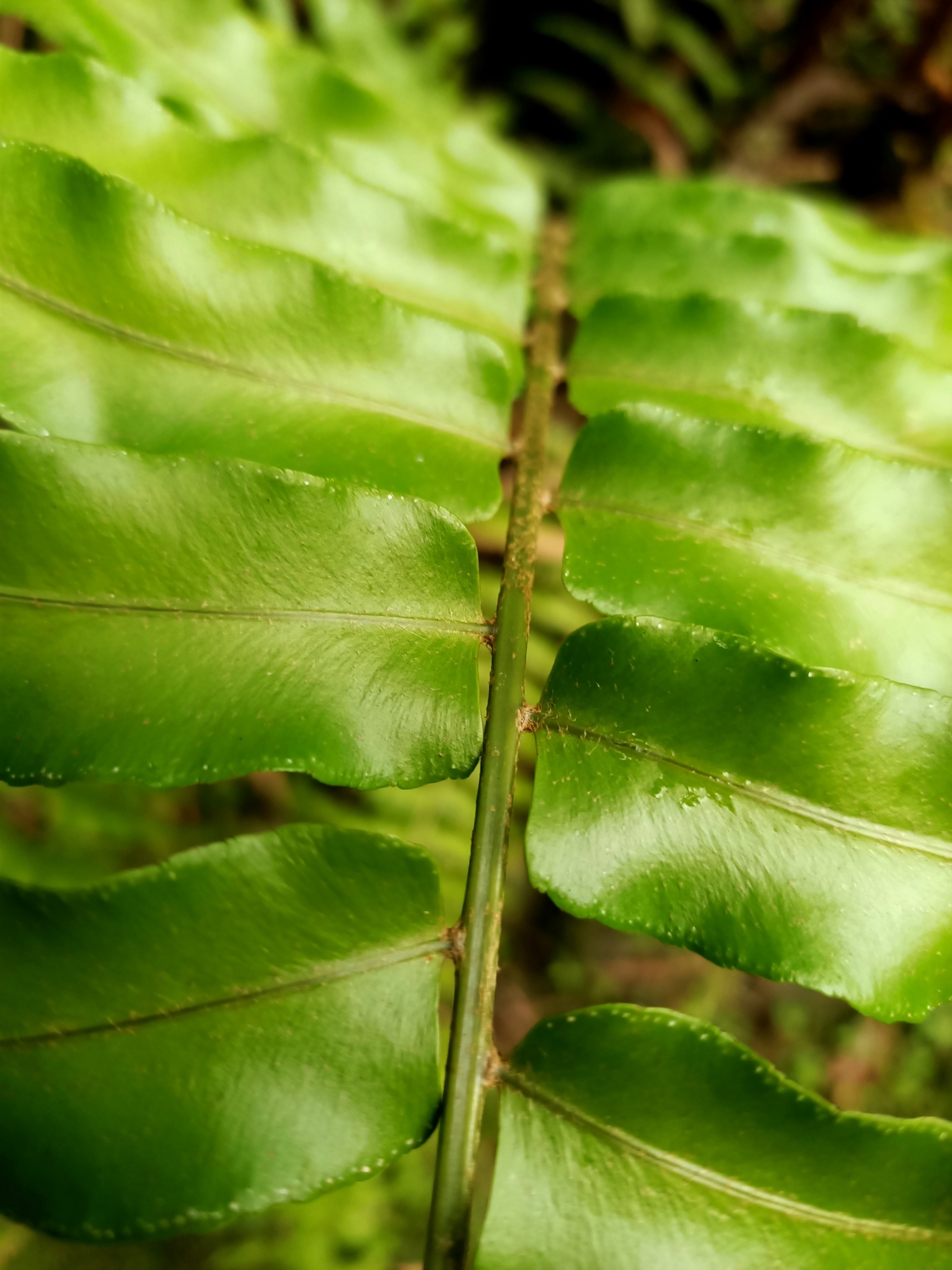 Nephrolepis biserrata (Sw.) Schott