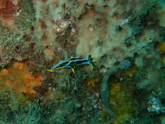 Polycera capensis