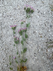 Centaurium tenuiflorum