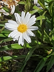 Dolichoglottis scorzoneroides