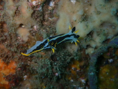 Polycera capensis