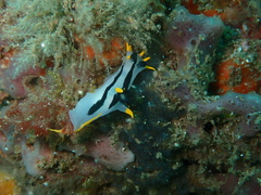Polycera capensis