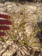 Scaevola depauperata