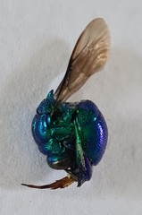 Chrysididae