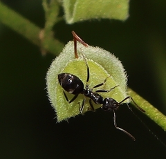Dolichoderinae