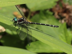 Eusynthemis guttata