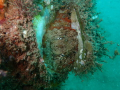 Hippocampus abdominalis