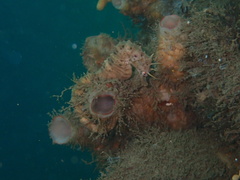 Hippocampus abdominalis