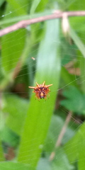 Gasteracanthinae