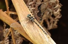Eusynthemis guttata