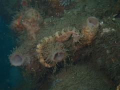 Hippocampus abdominalis