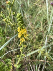 Agrimonia bracteata