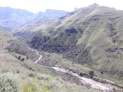 Podocarpus latifolius