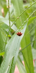Gasteracanthinae