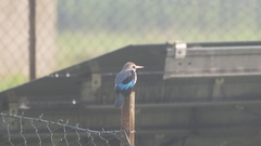 Halcyon senegalensis