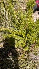 Erica lusitanica