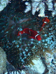 Amphiprion biaculeatus