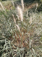 Poaceae