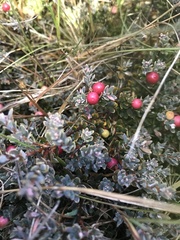 Acrothamnus colensoi