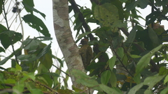 Campethera cailliautii