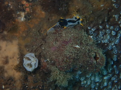 Polycera capensis