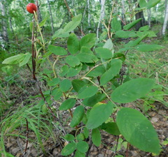 Rosa majalis