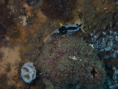 Polycera capensis