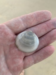 Glycymerididae