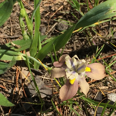 Moraea vegeta