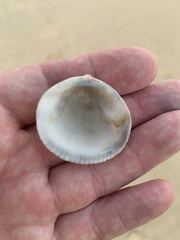 Glycymerididae