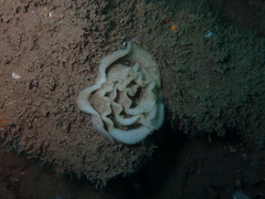 Polycera capensis