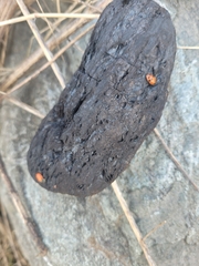 Hippodamia convergens