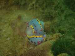 Hypselodoris bennetti
