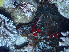 Amphiprion biaculeatus