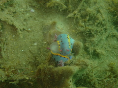 Hypselodoris bennetti