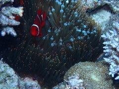 Amphiprion biaculeatus